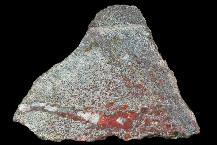 Polished Dinosaur Bone (Gembone) Section - Utah #106925
